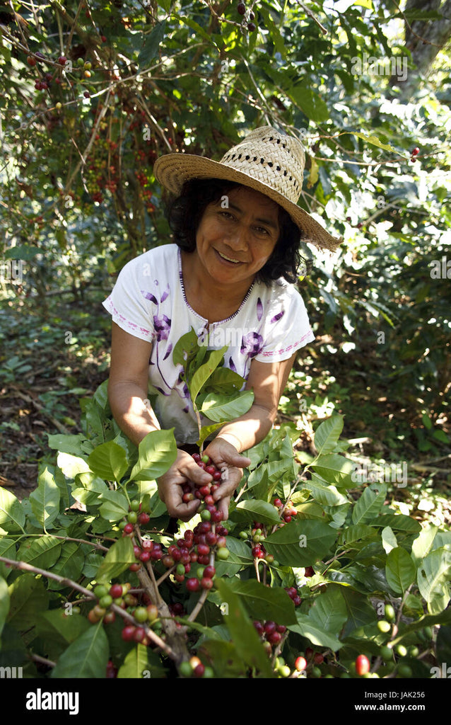 MEXICO Chiapas SHG - Green Beans - 1kg
