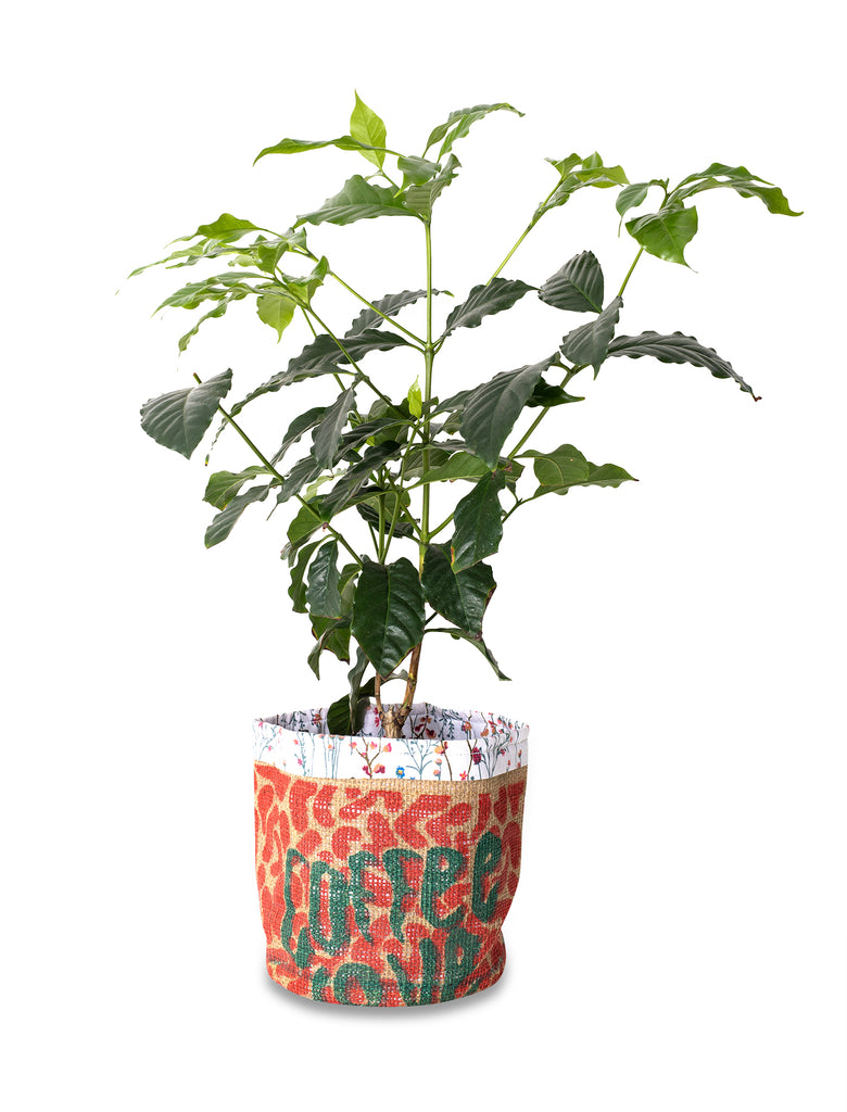 Coffee Tree with Recycled Coffee Sack Pot Cover
