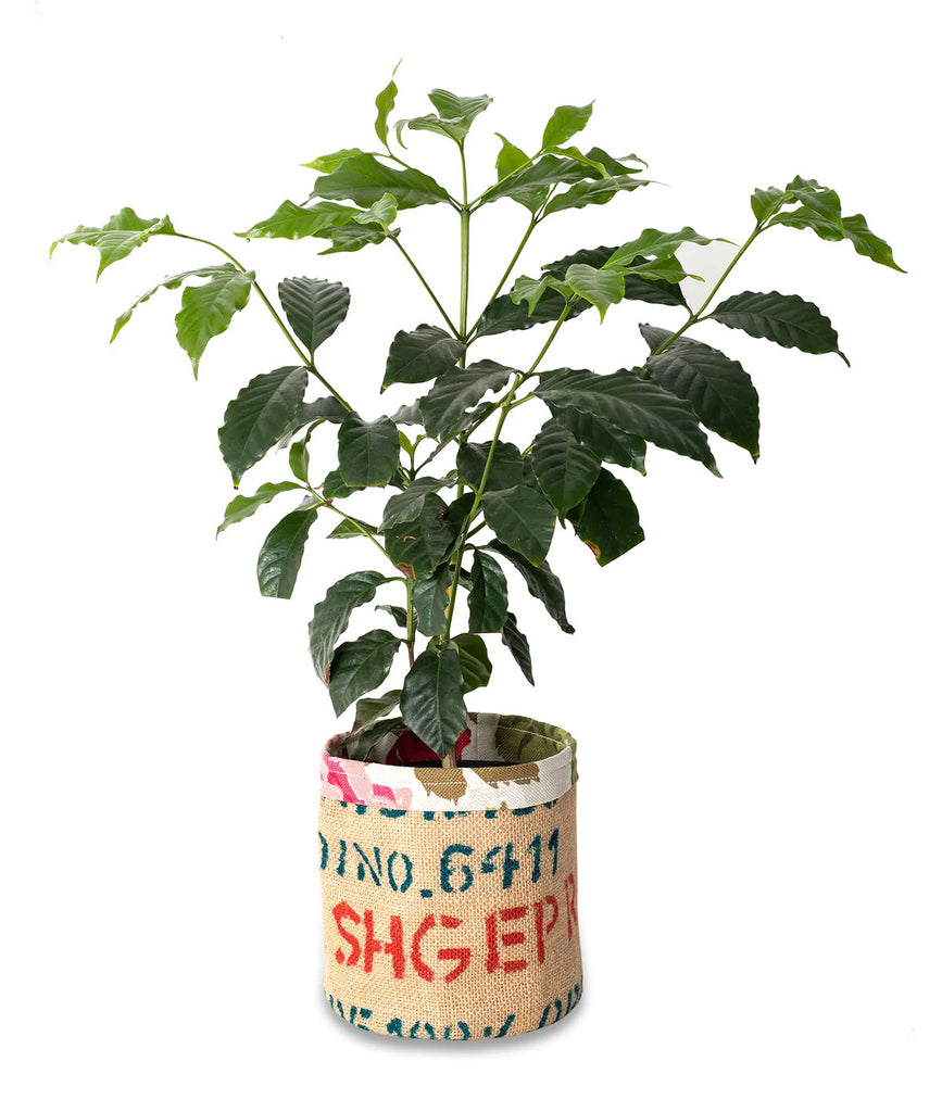 Coffee Tree with Recycled Coffee Sack Pot Cover